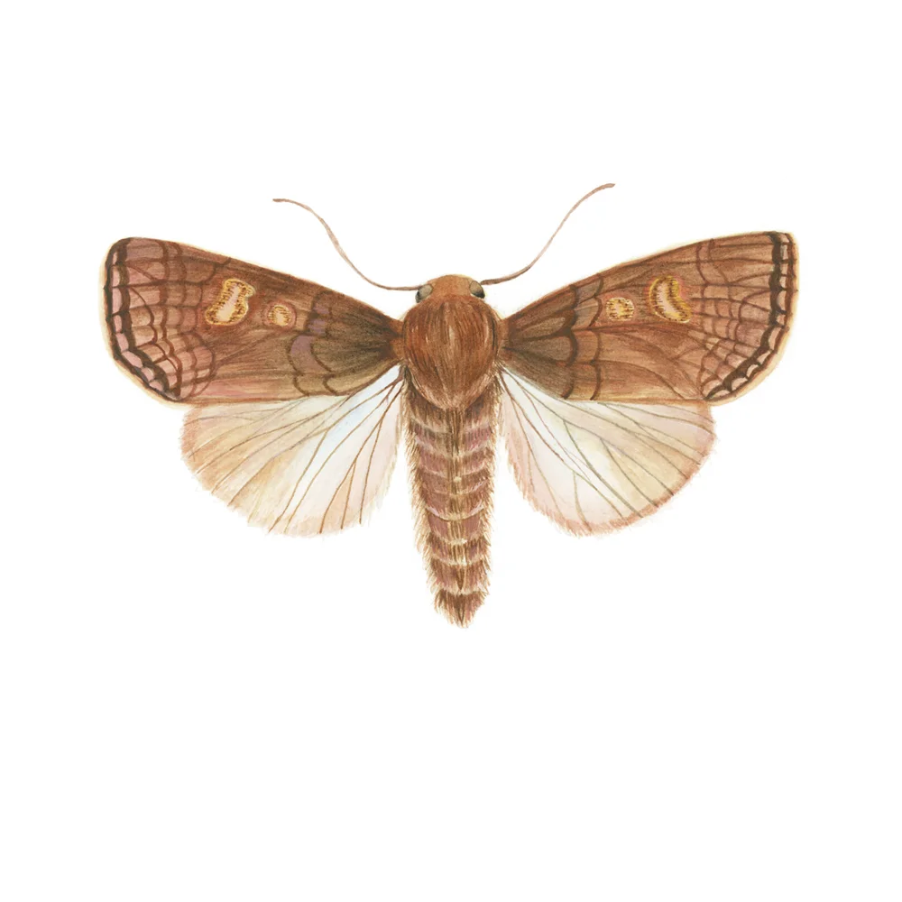 Amphipoea_pacifica©JoannaKaufman_main.jpg