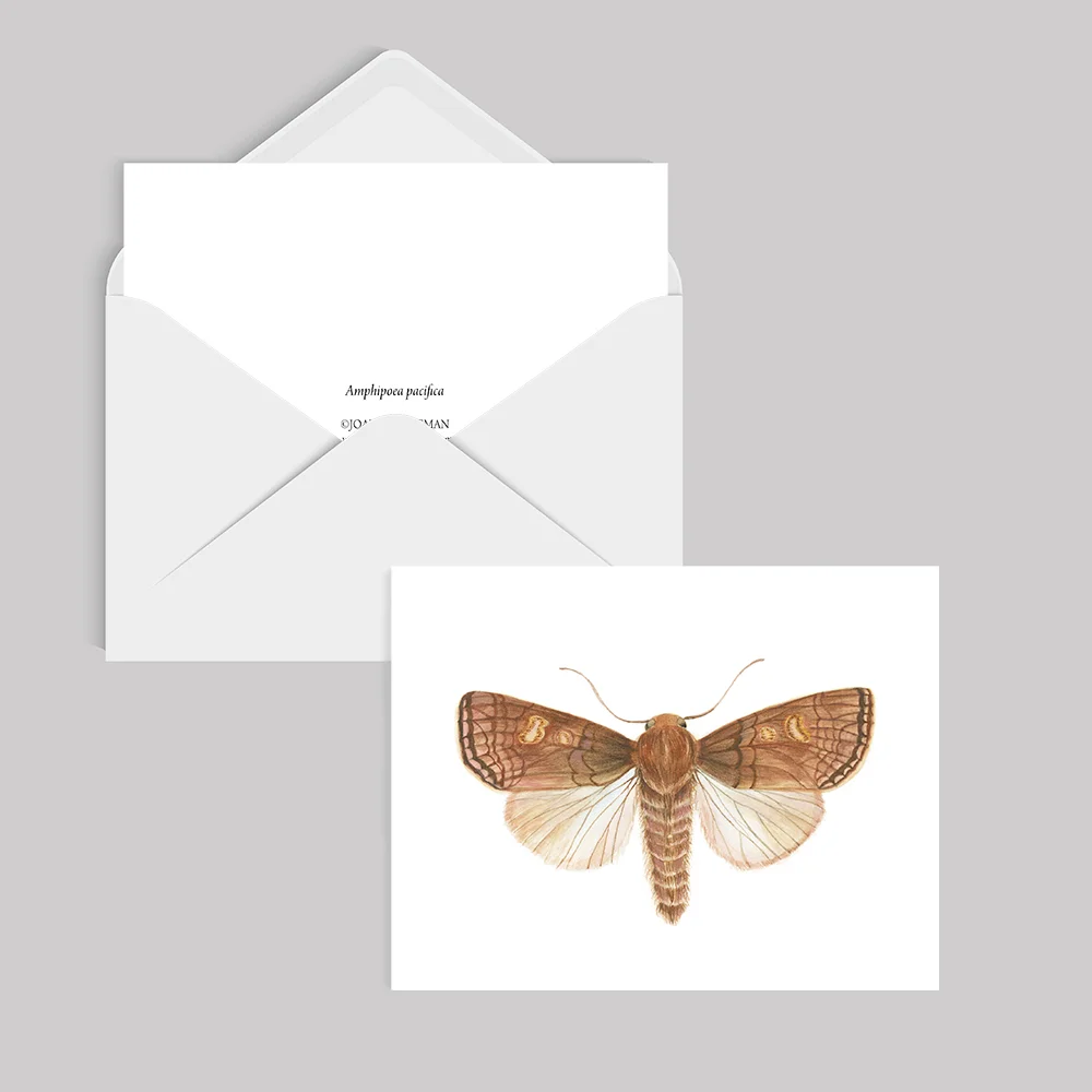 Amphipoea_pacifica_card©JoannaKaufman.jpg