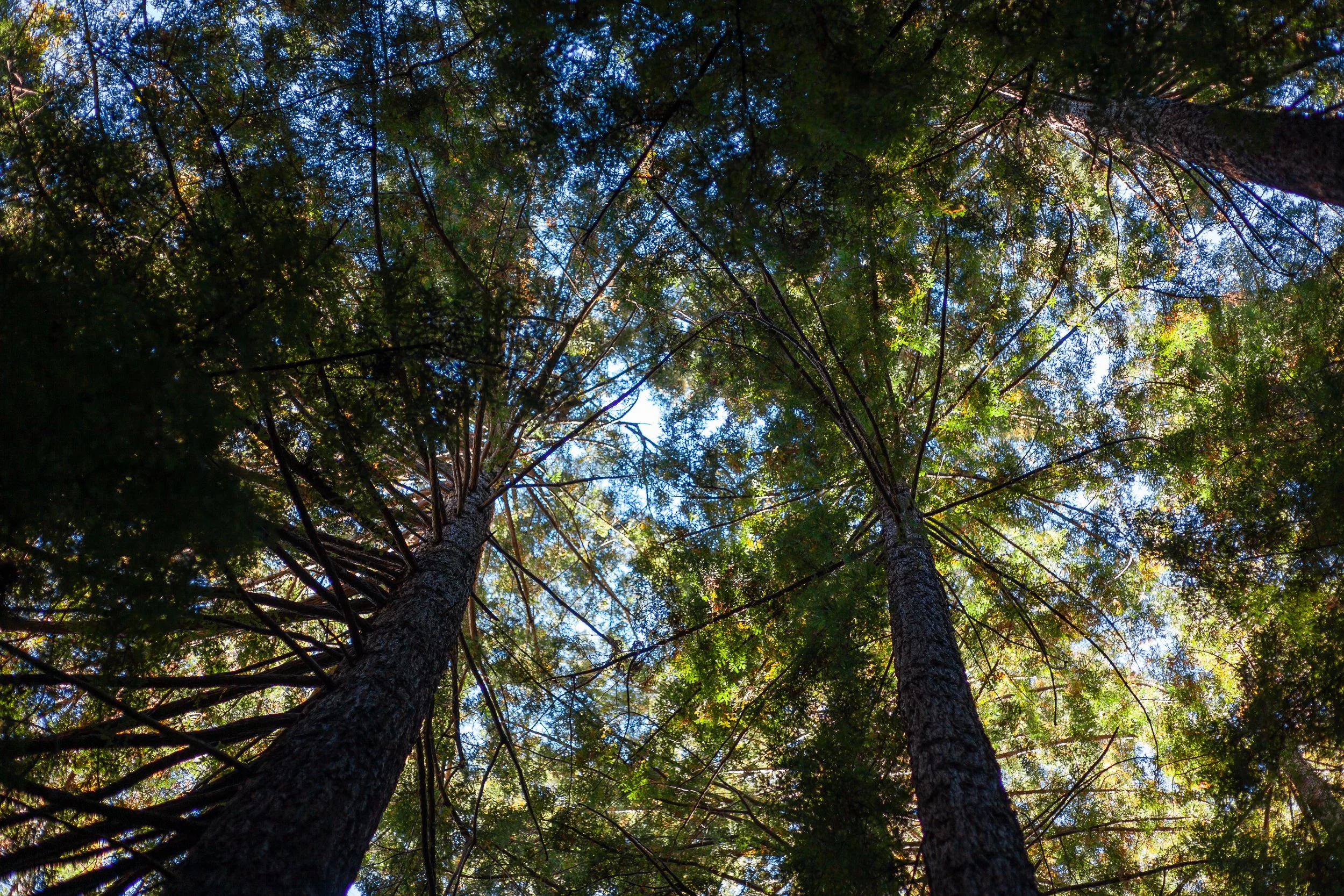 Soothe_MadroneCanyon_KTS_Aug2024_016.jpg