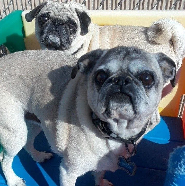 pugs.jpg