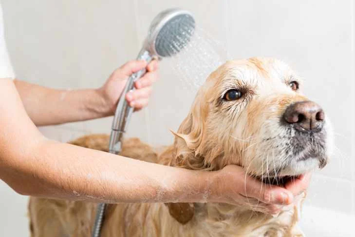 akc-dog-grooming-at-home-729.jpg