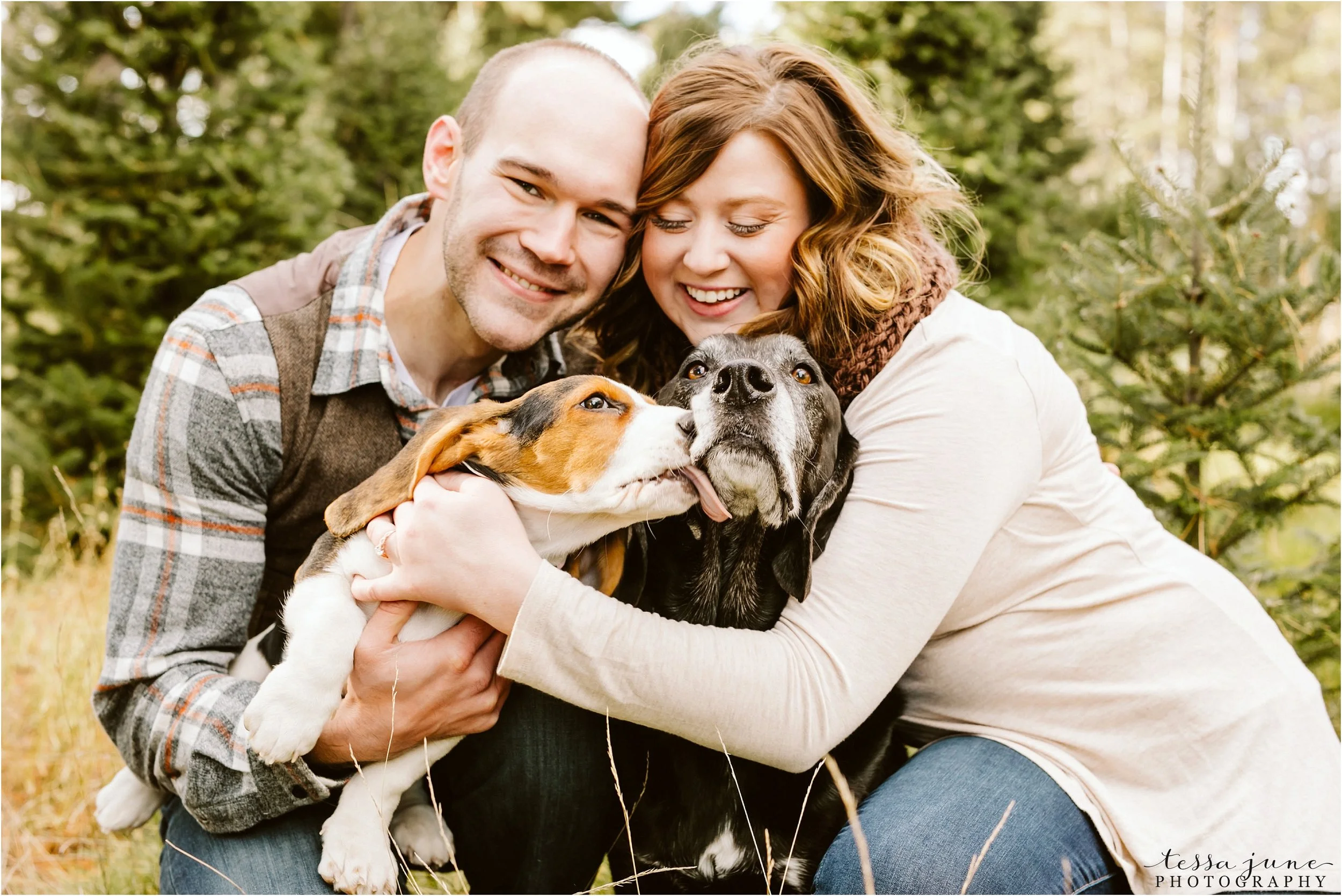 hansen-tree-farm-engagement-session-st-cloud-photographer-dogs