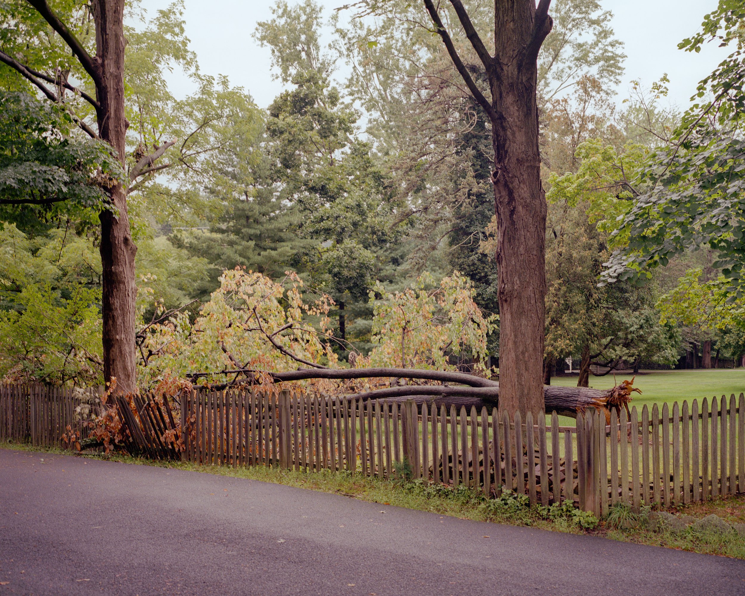 Fallen Tree, 2021