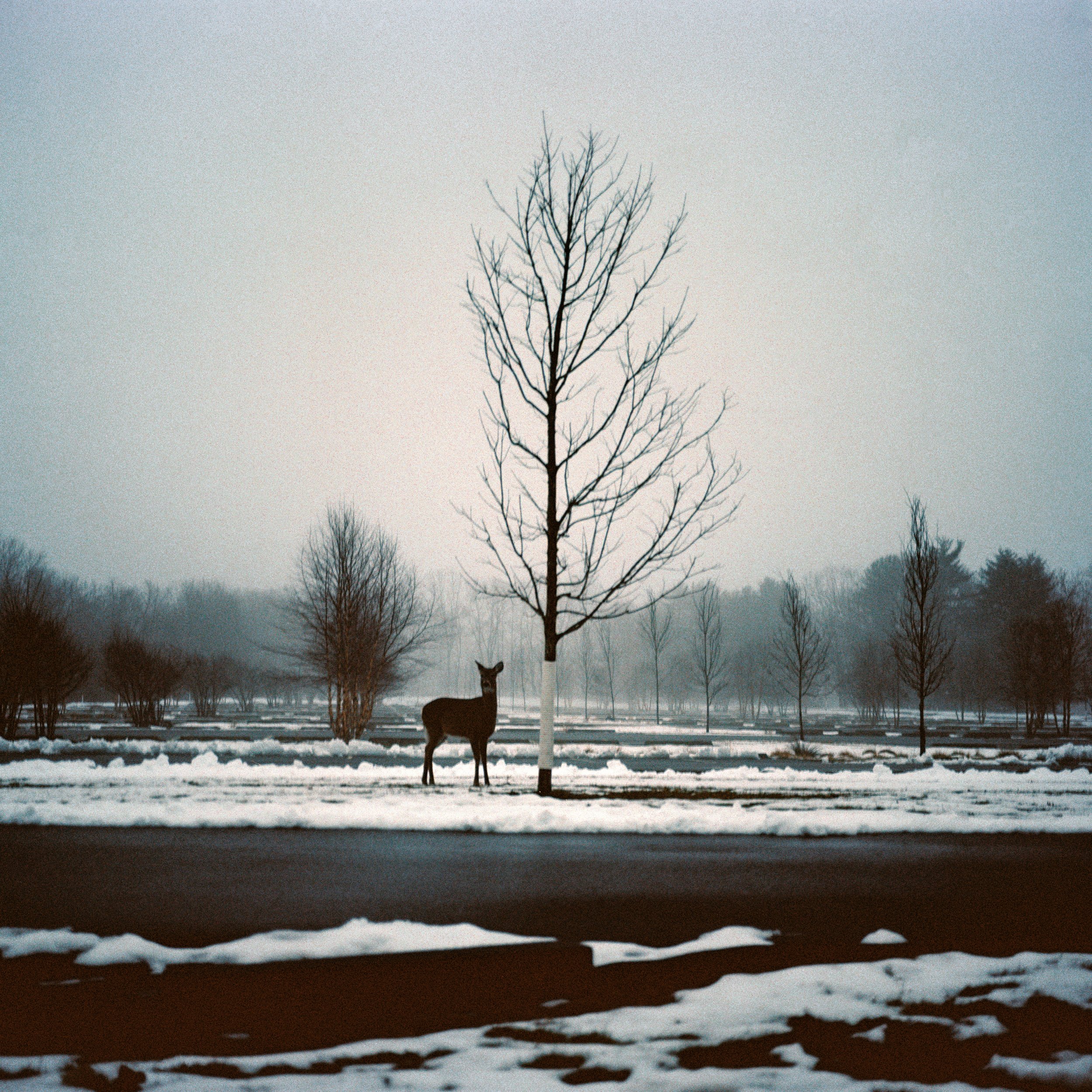 Lone Doe, 2019