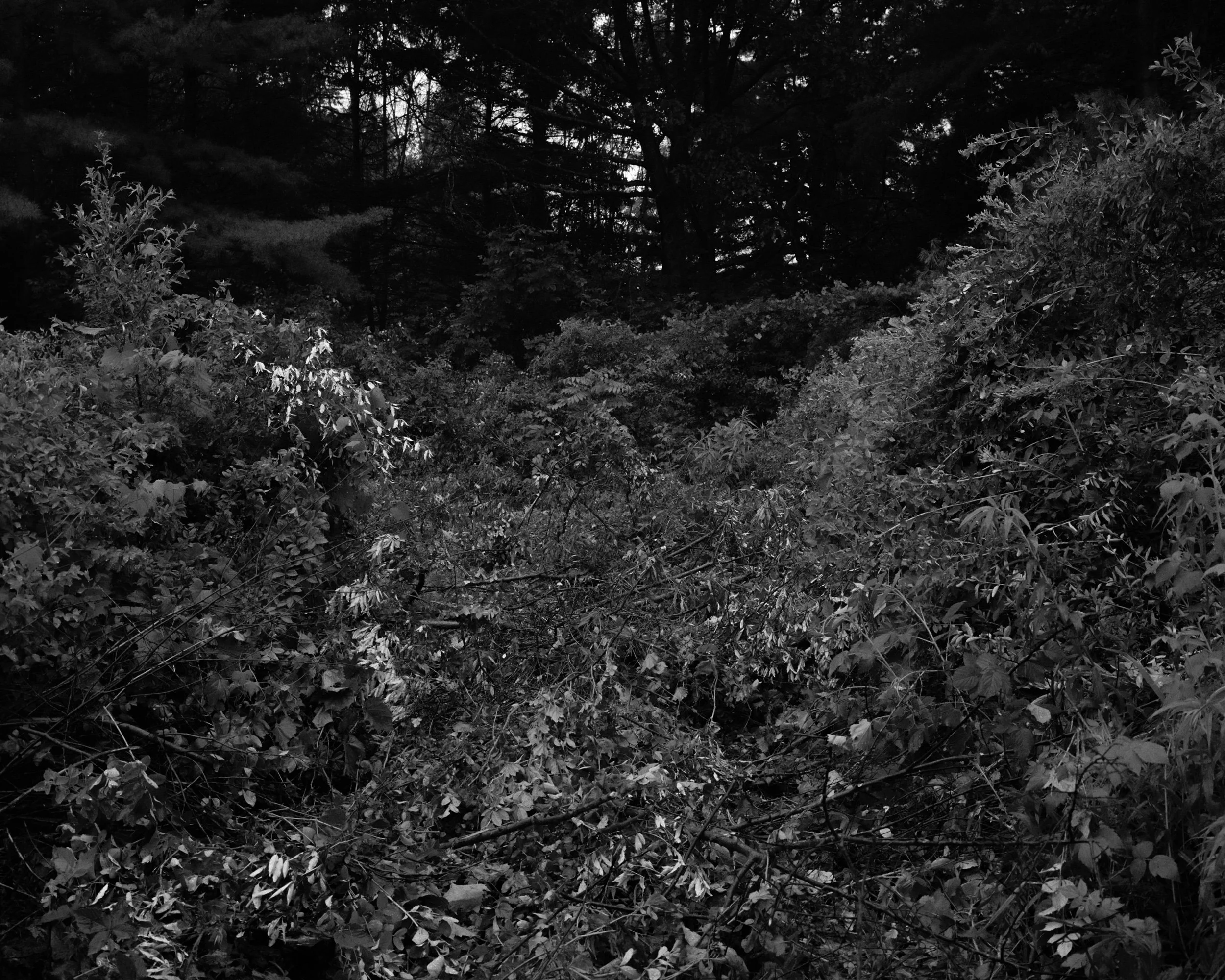 OA_Mamiya_7_1706.jpeg