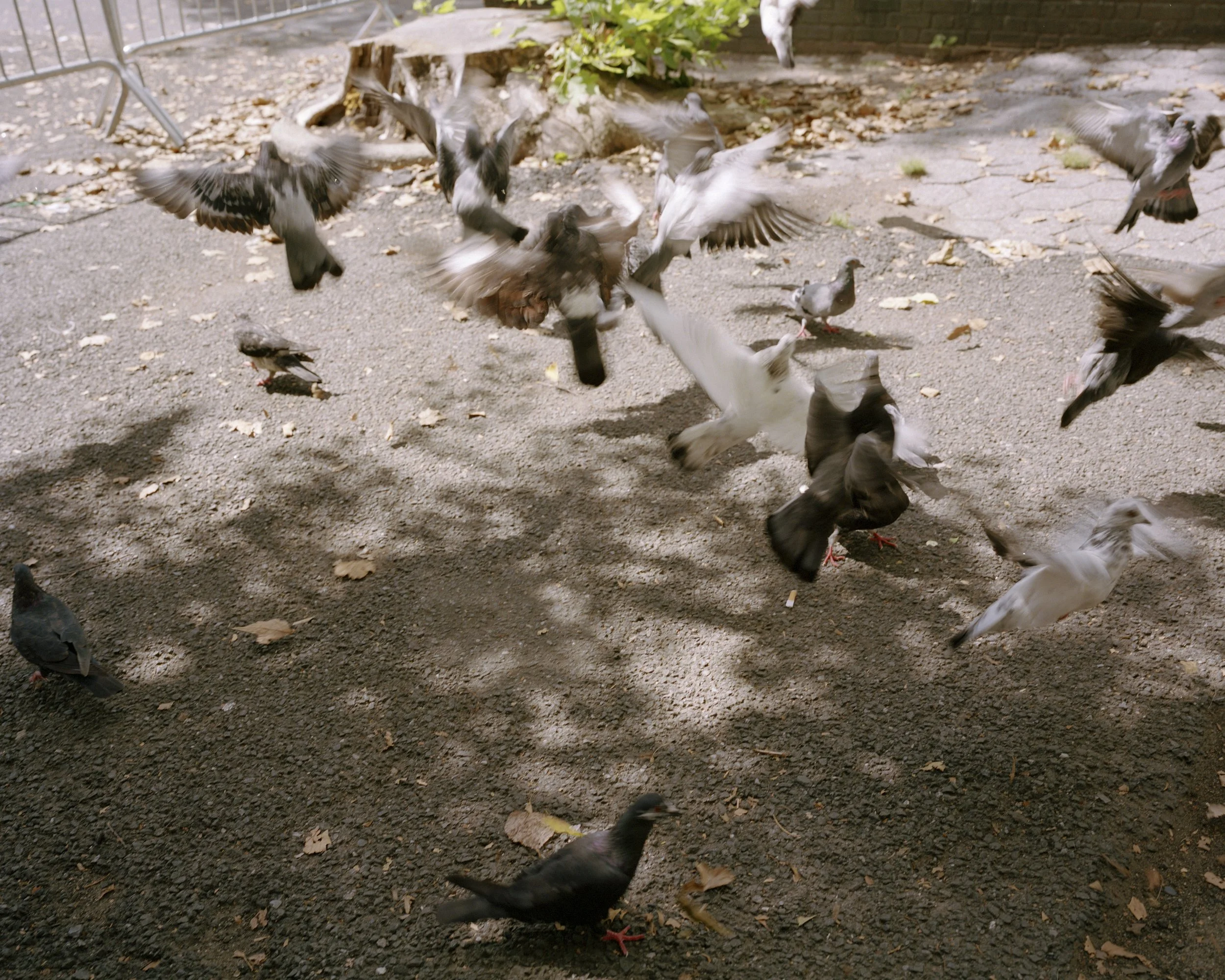 OA_Mamiya_7_276700.jpeg