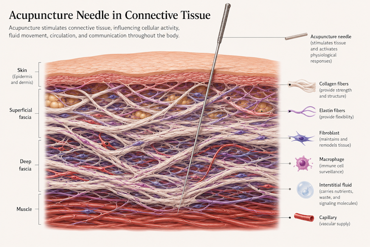 What Is the Interstitium? An Acupuncture Perspective on the Body’s Hidden Communication Network
