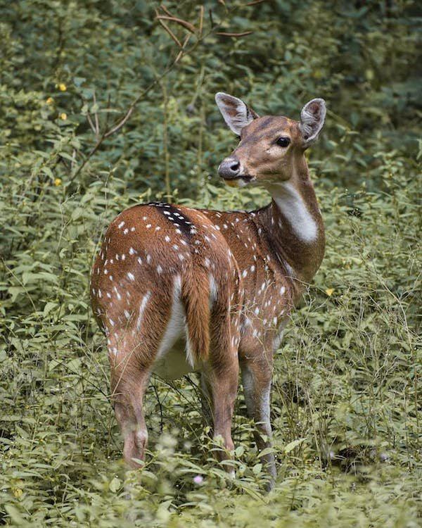 picture of a dear in a grass