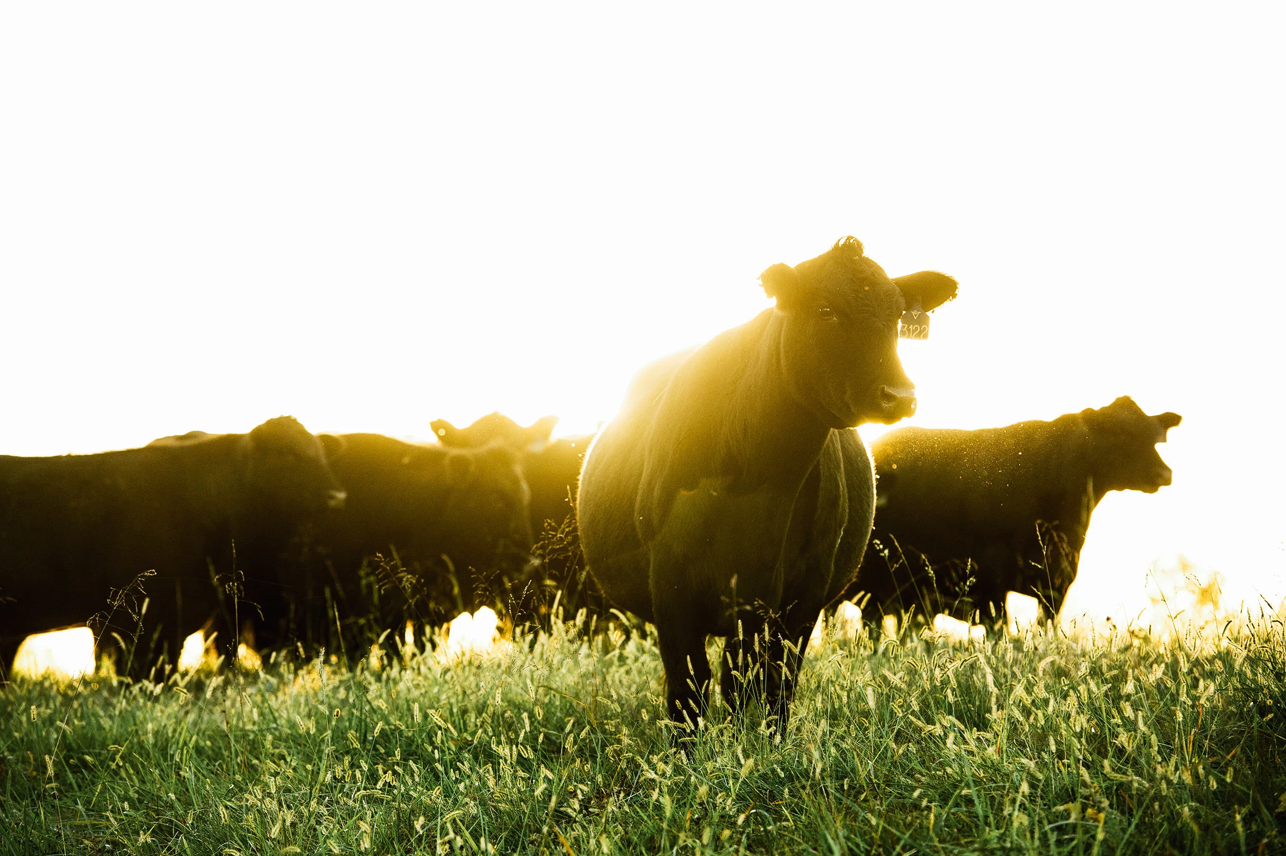 Tarter Farm & Ranch