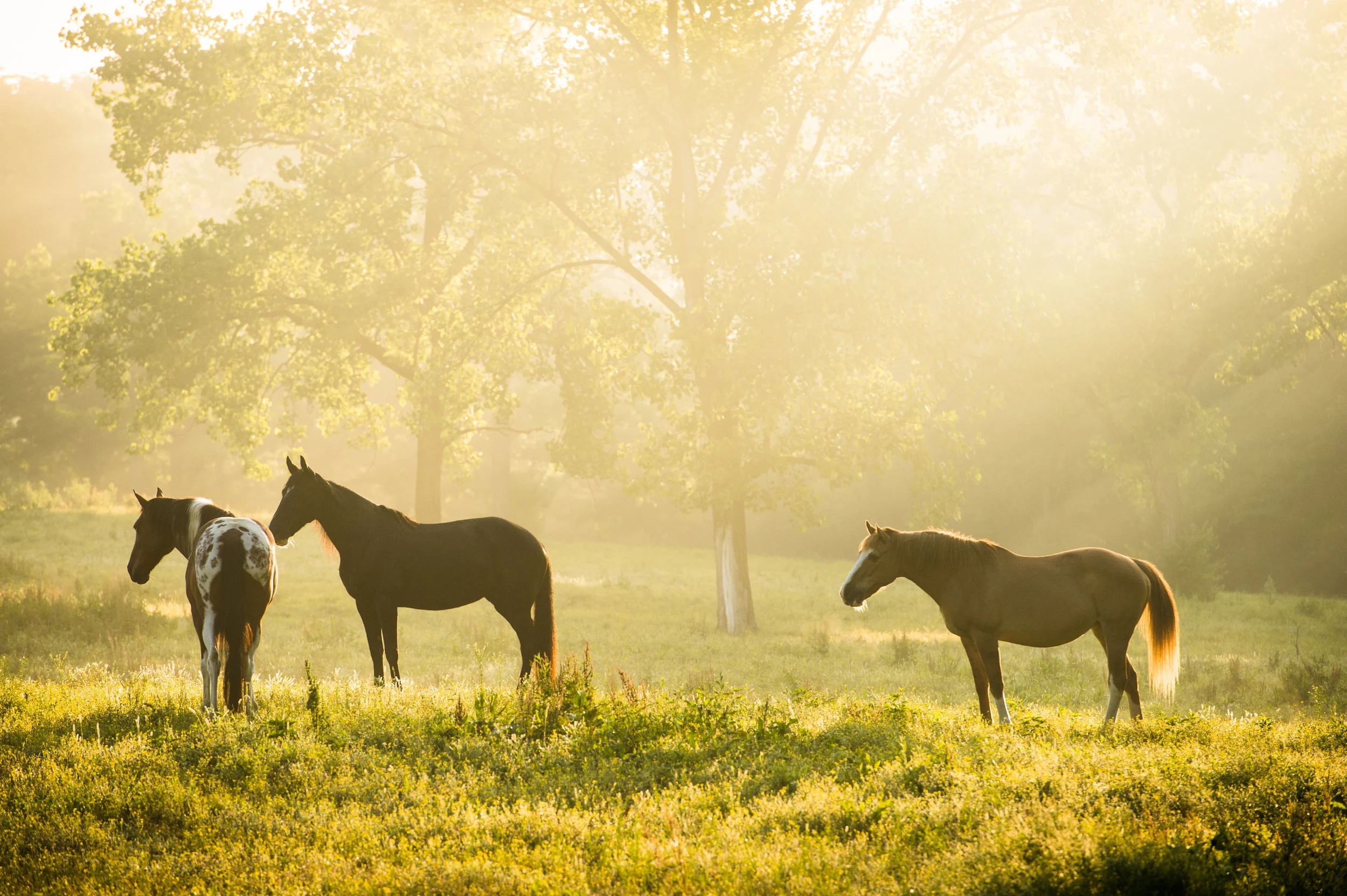 Tarter Farm & Ranch