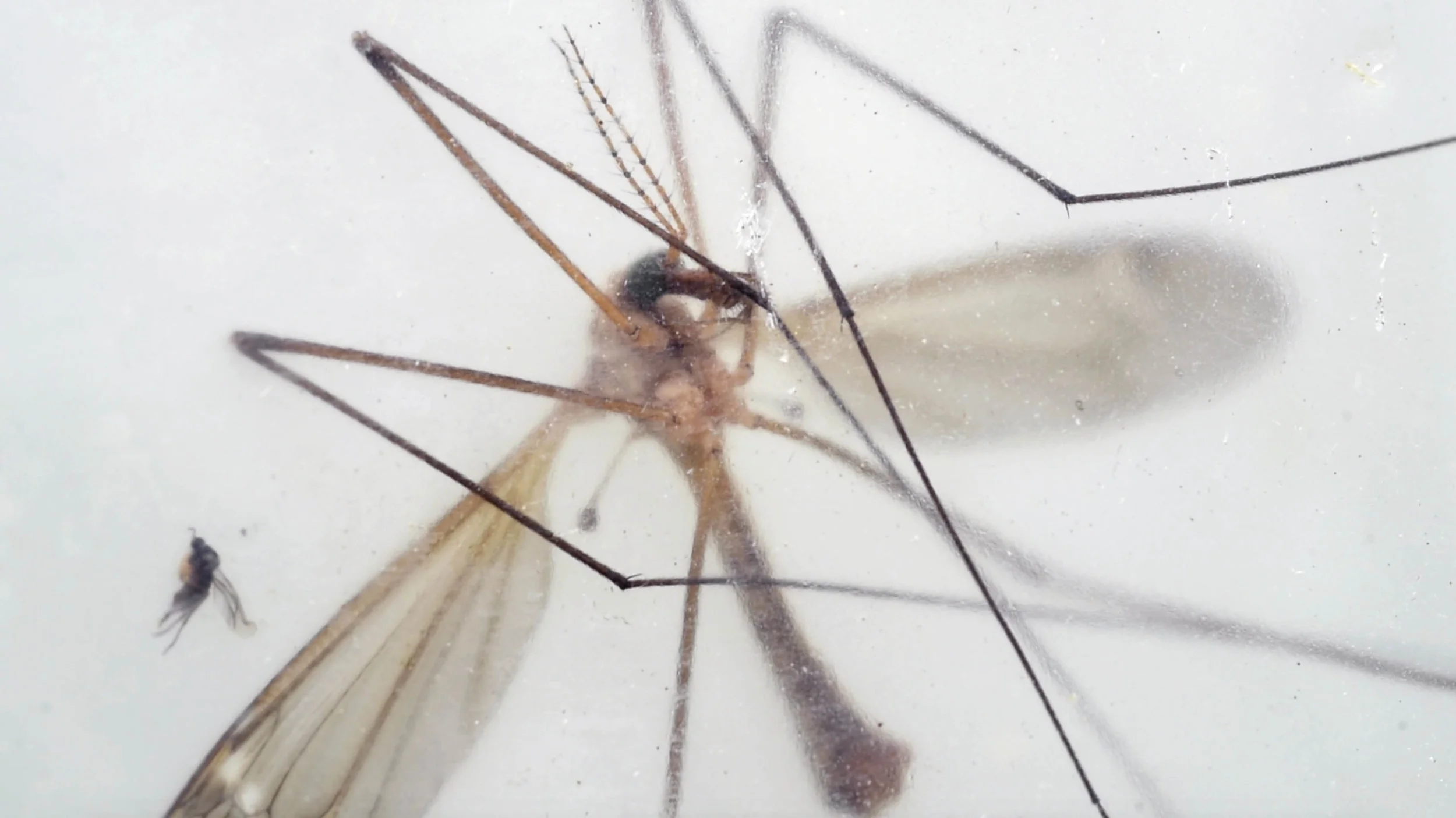 A Crane Fly, a bug eaten by the Little Brown Bat
