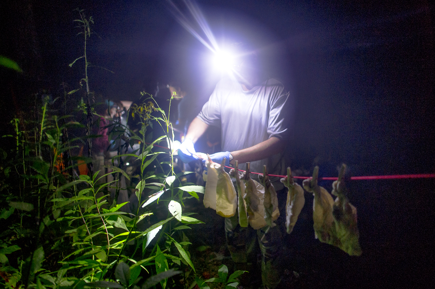 Bats are placed in the cloth bags while waiting to be evaluated.