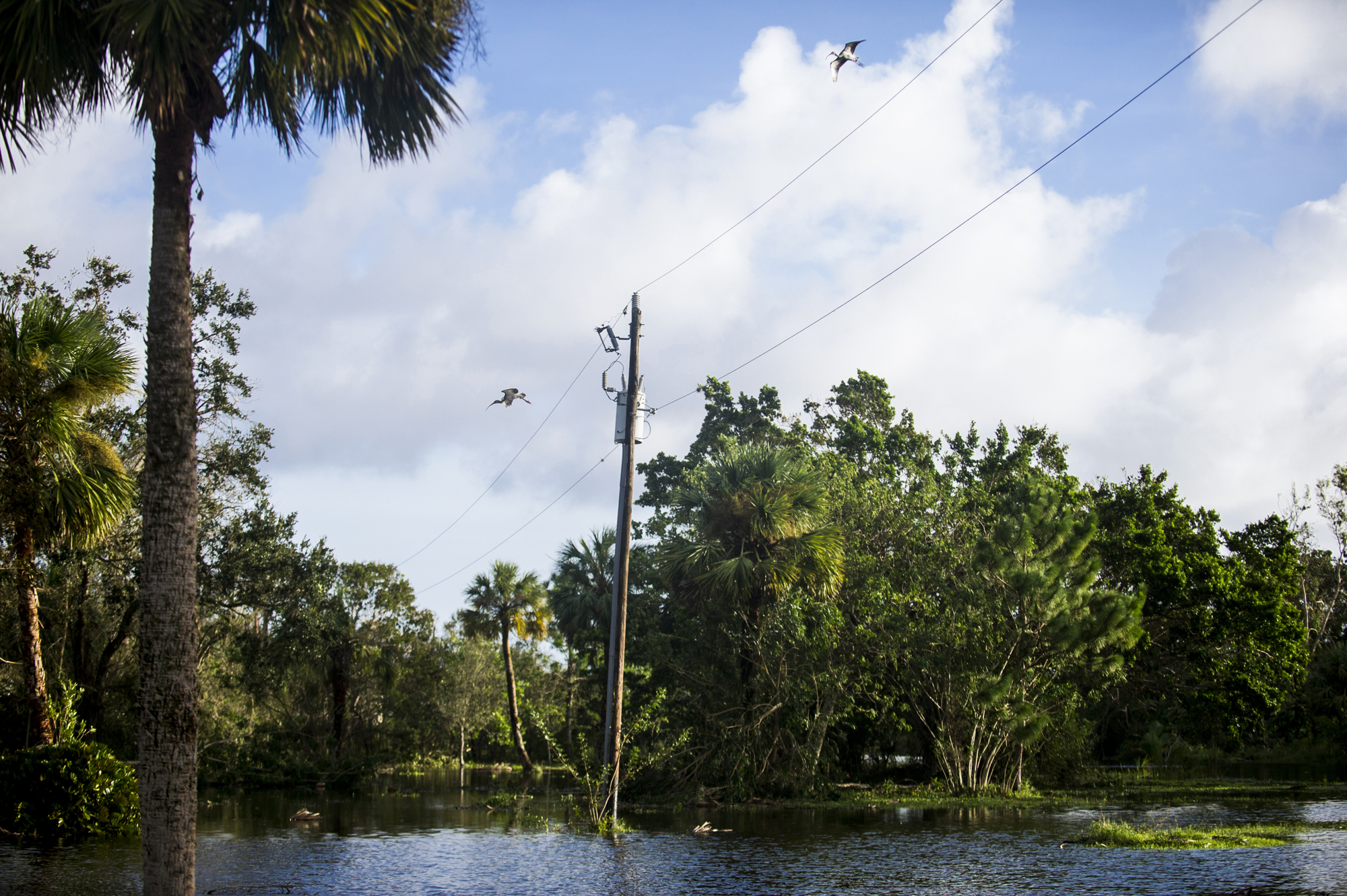 Birds fly over a field flooded by Hurricane Irma.