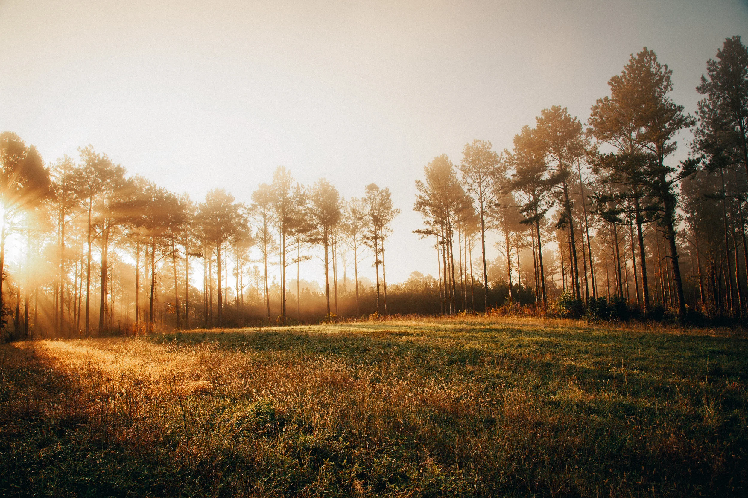 SUNFOREST-6.jpg