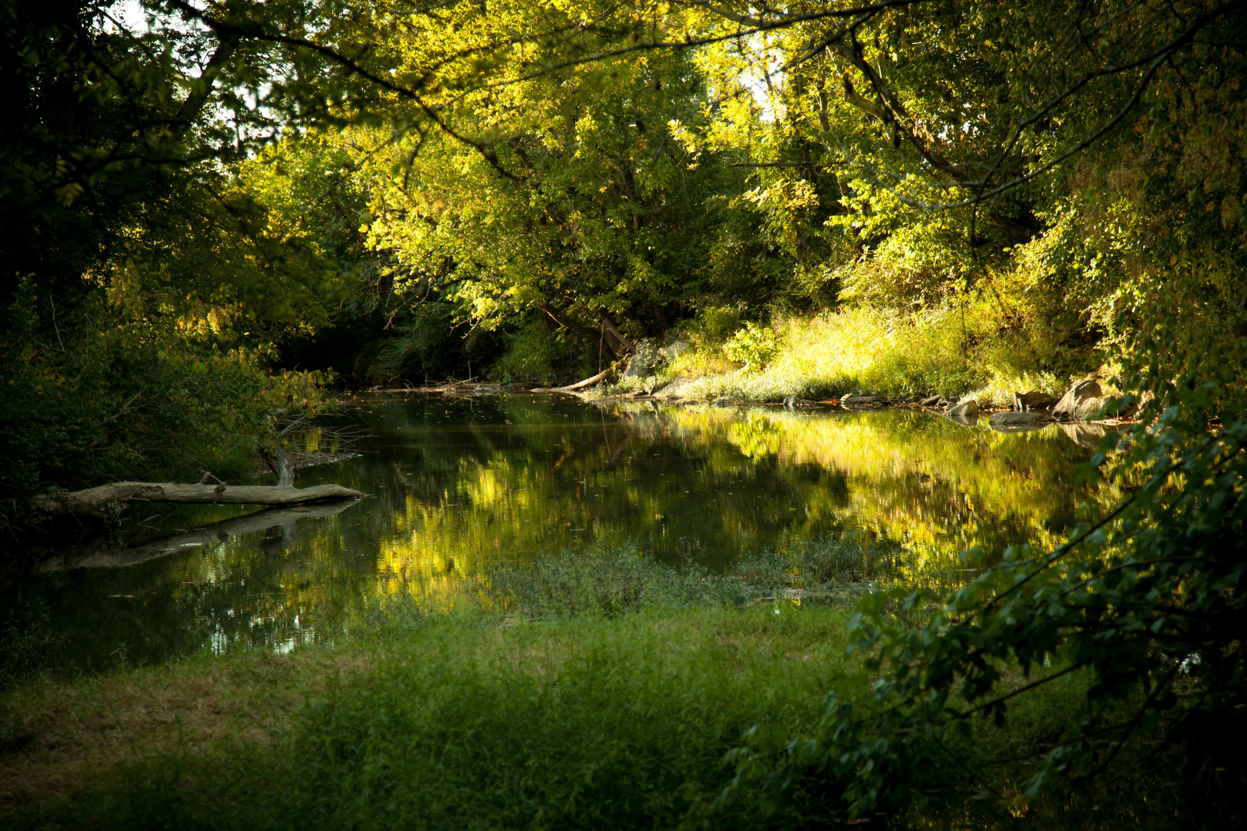 SUNFOREST-2.jpg