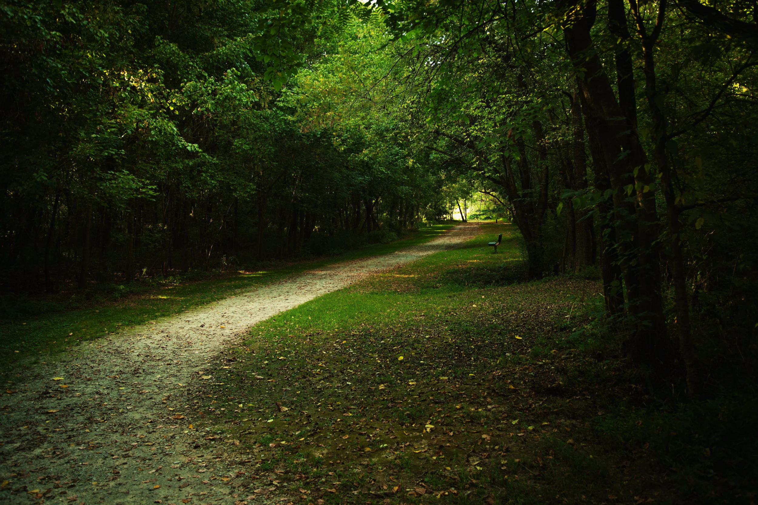 SUNFOREST-1.jpg
