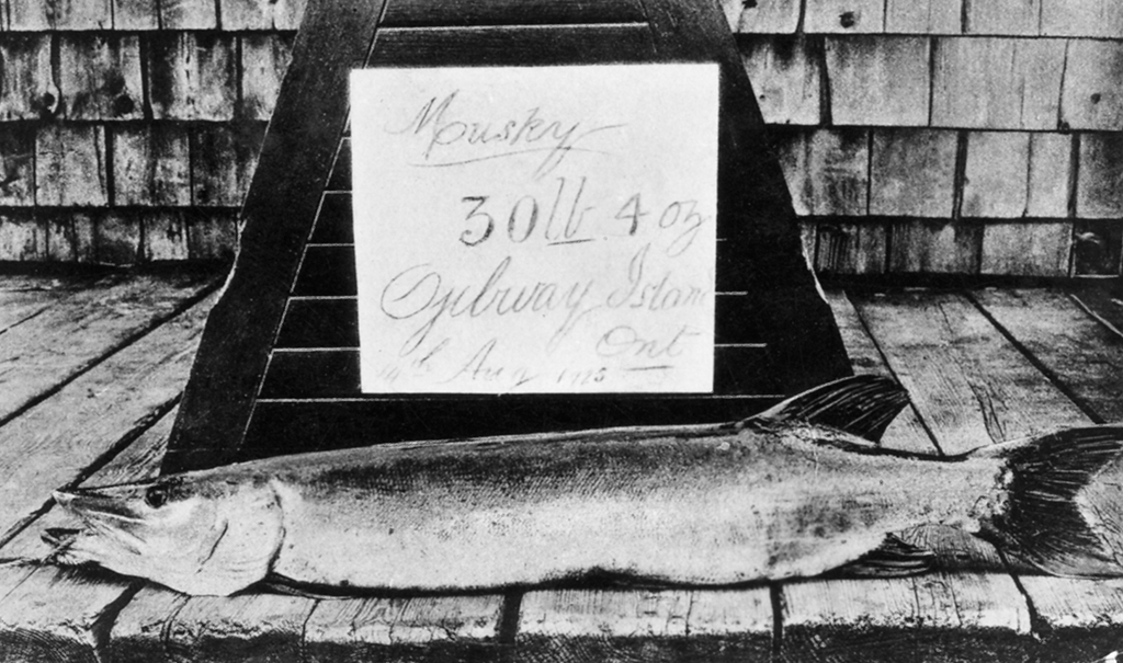  A particularly admirable catch – such as this 30-pound muskellunge, caught in 1934 – deserved to be displayed and photographed. 