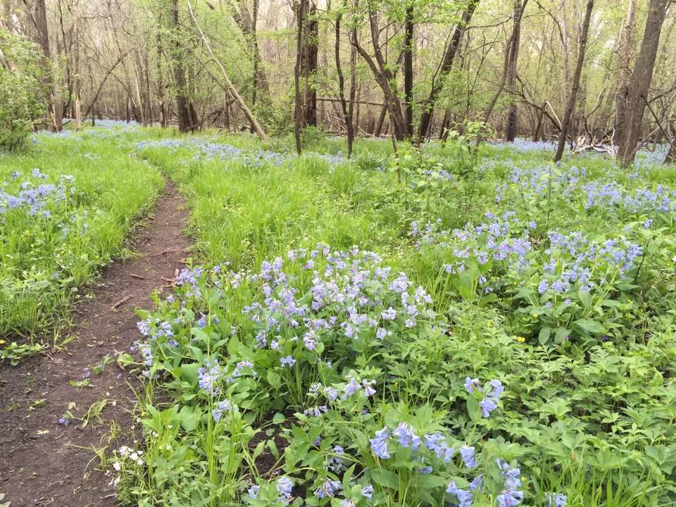 BlueBells.jpg