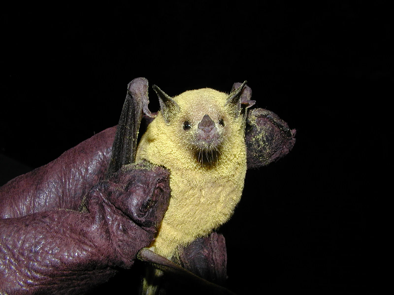 Our bat mortality paper published today