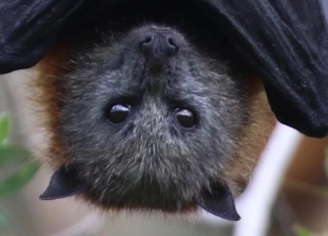 Flying Fox Sampling