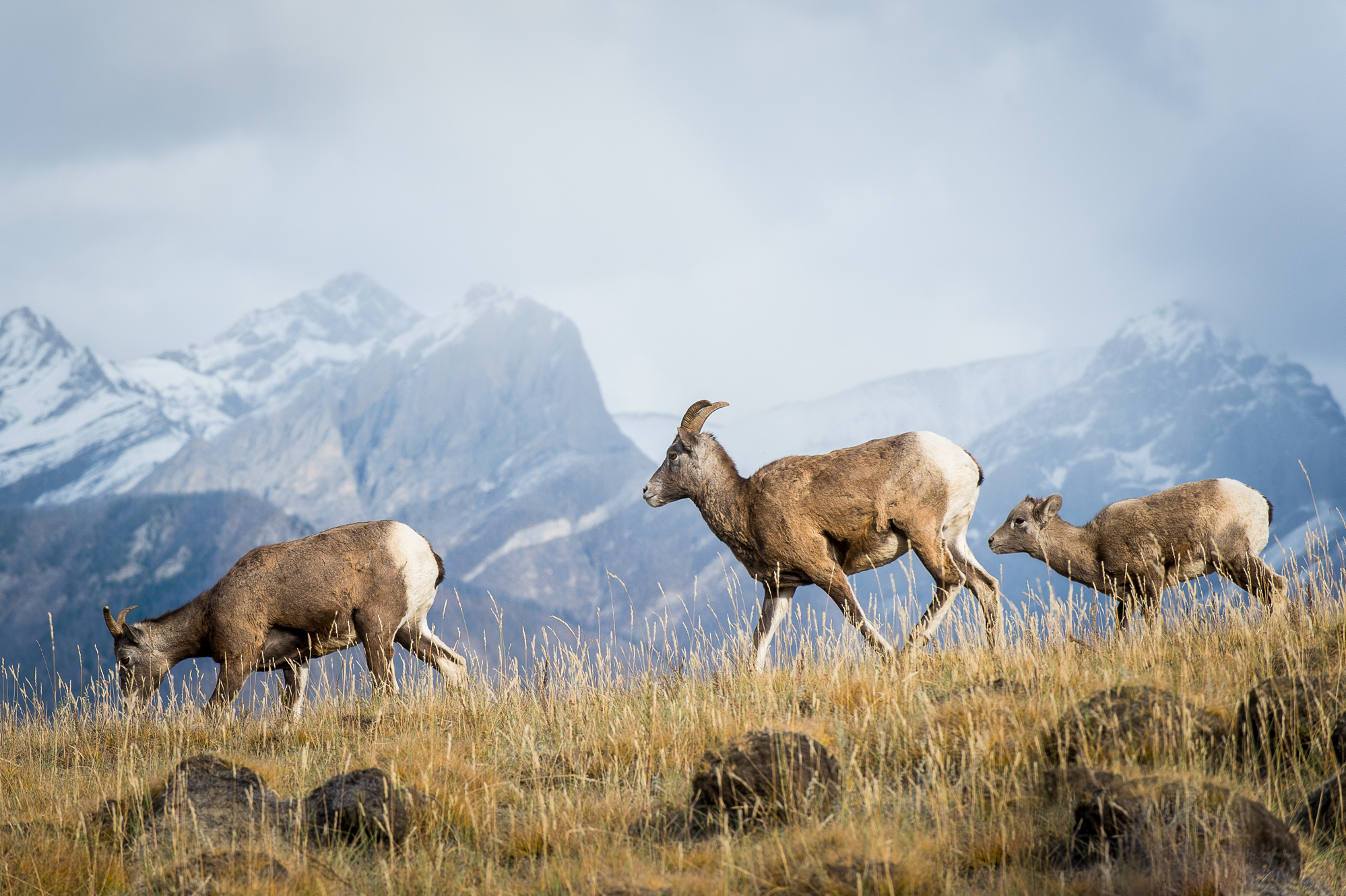 Results from our four year study of pneumonia in Oregon bighorn sheep, out today in Ecology Letters!
