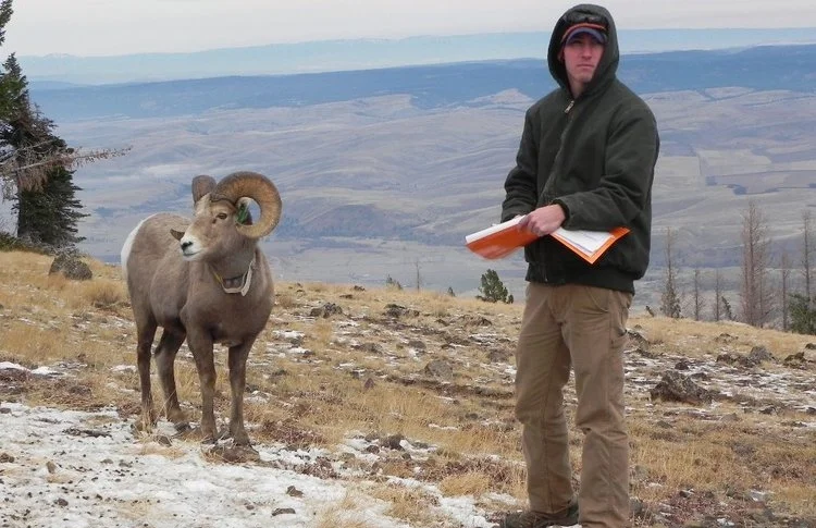 A great synthesis paper on bighorn sheep pneumonia, led by Frances Cassirer, out in early view today.