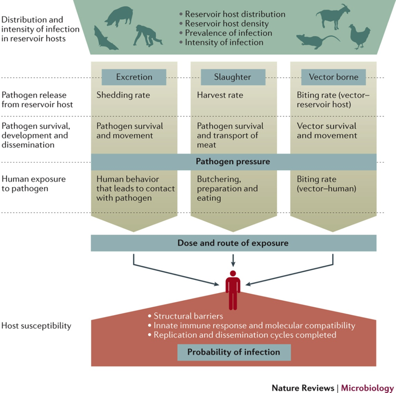 Our paper out in Nature Reviews Microbiology: a synthetic framework for animal-to-human transmission.