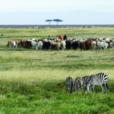 Our paper on diseases in shrinking habitat published today