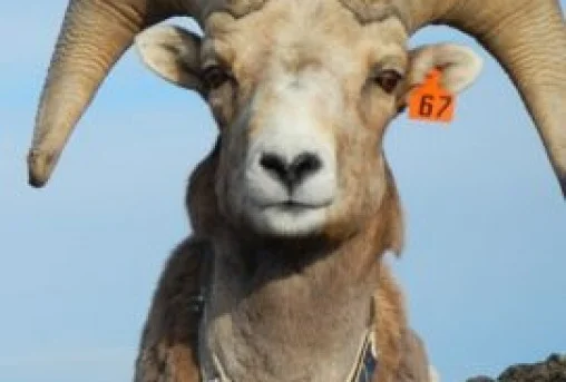 The Lostine Bighorn Sheep Herd