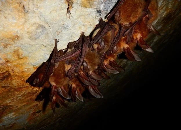 Blog about WNS research on NatGeo!