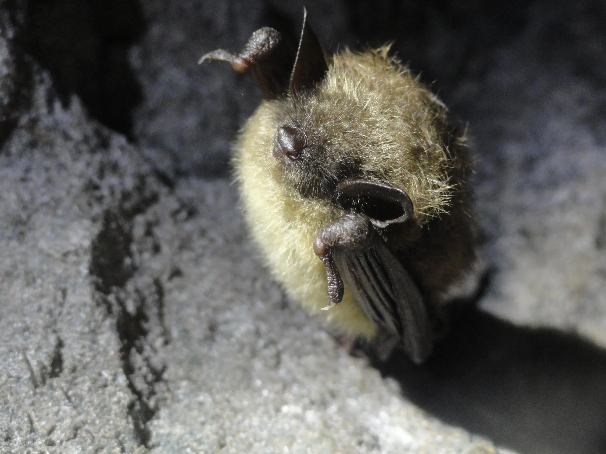White Nose Syndrome Research Conference in Bozeman