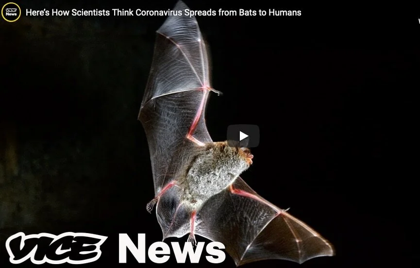 VICE News interviews Dr. Plowright on coronavirus, bats, and ecosystem health