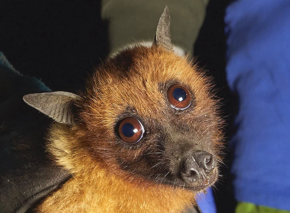 Dr Plowirght provides insight into bats and viruses