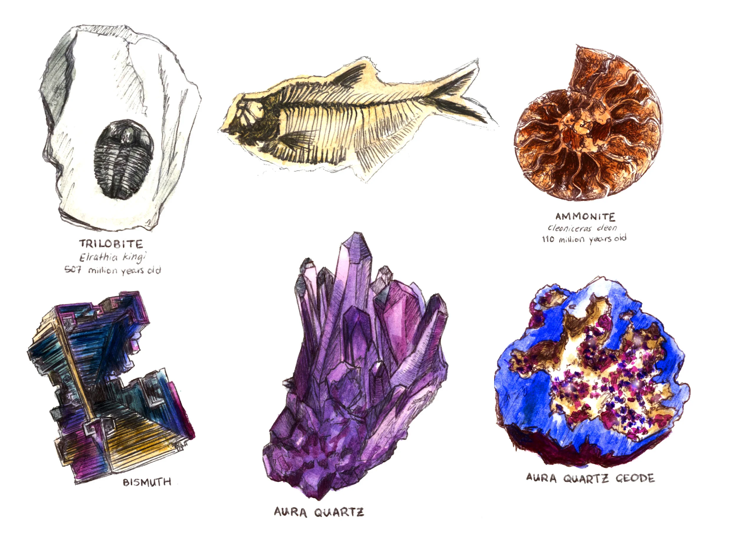 fossils only2.jpg