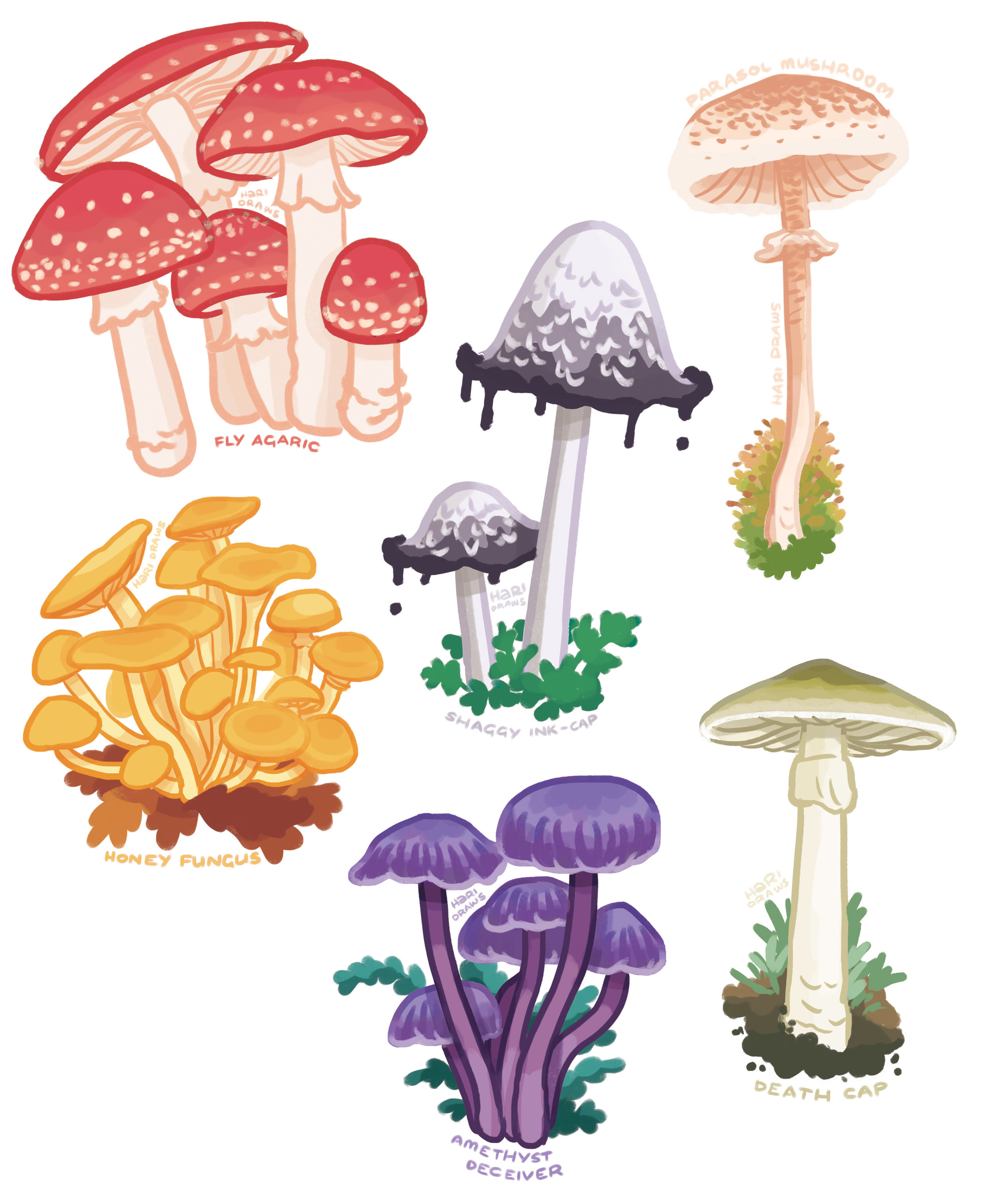 Mushrooms 2.jpg