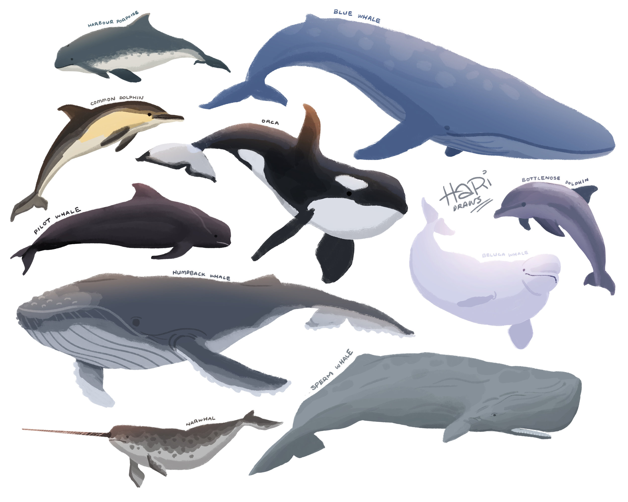 Whales labelled.jpg