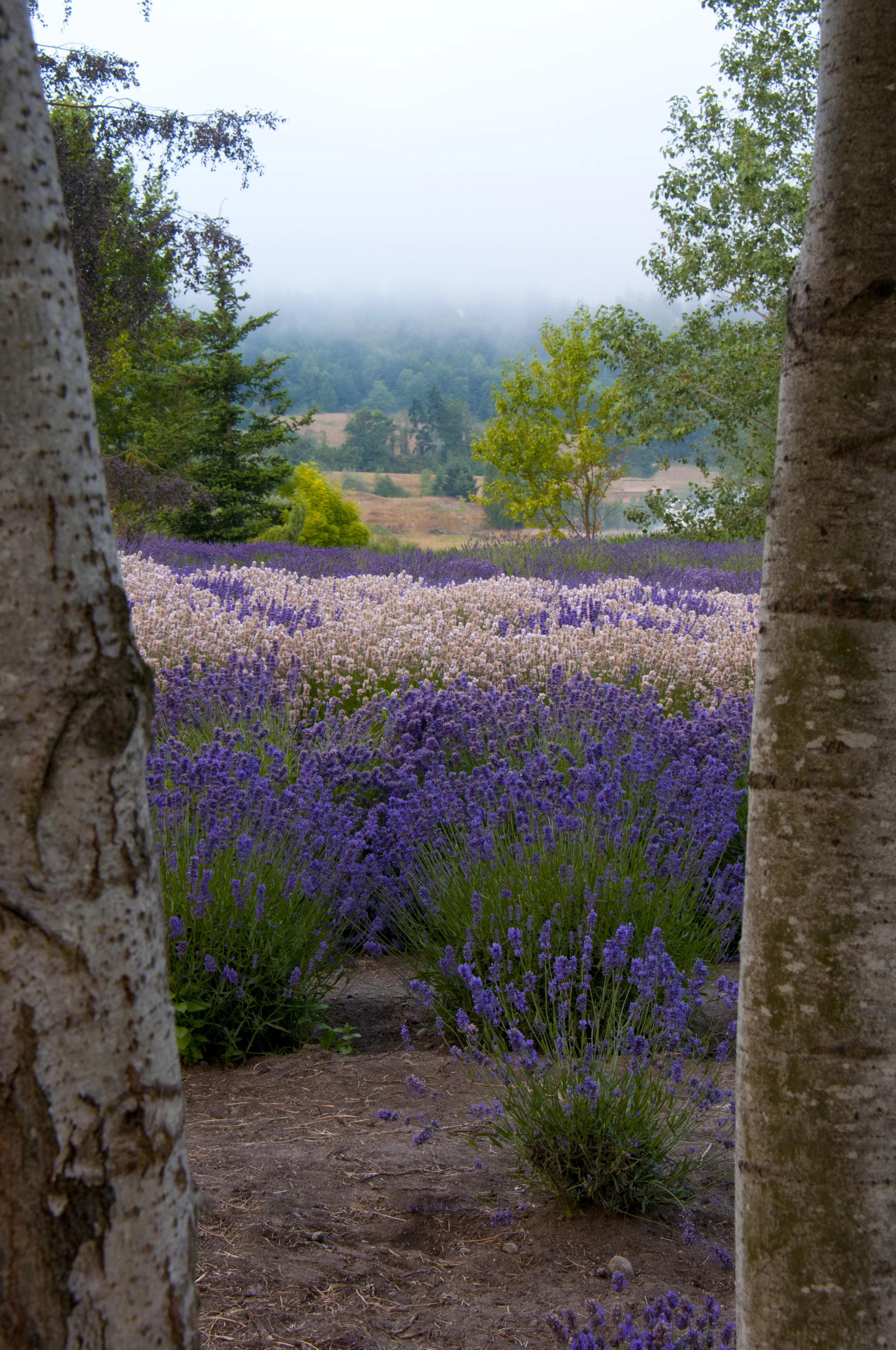 _DSC9384.jpg
