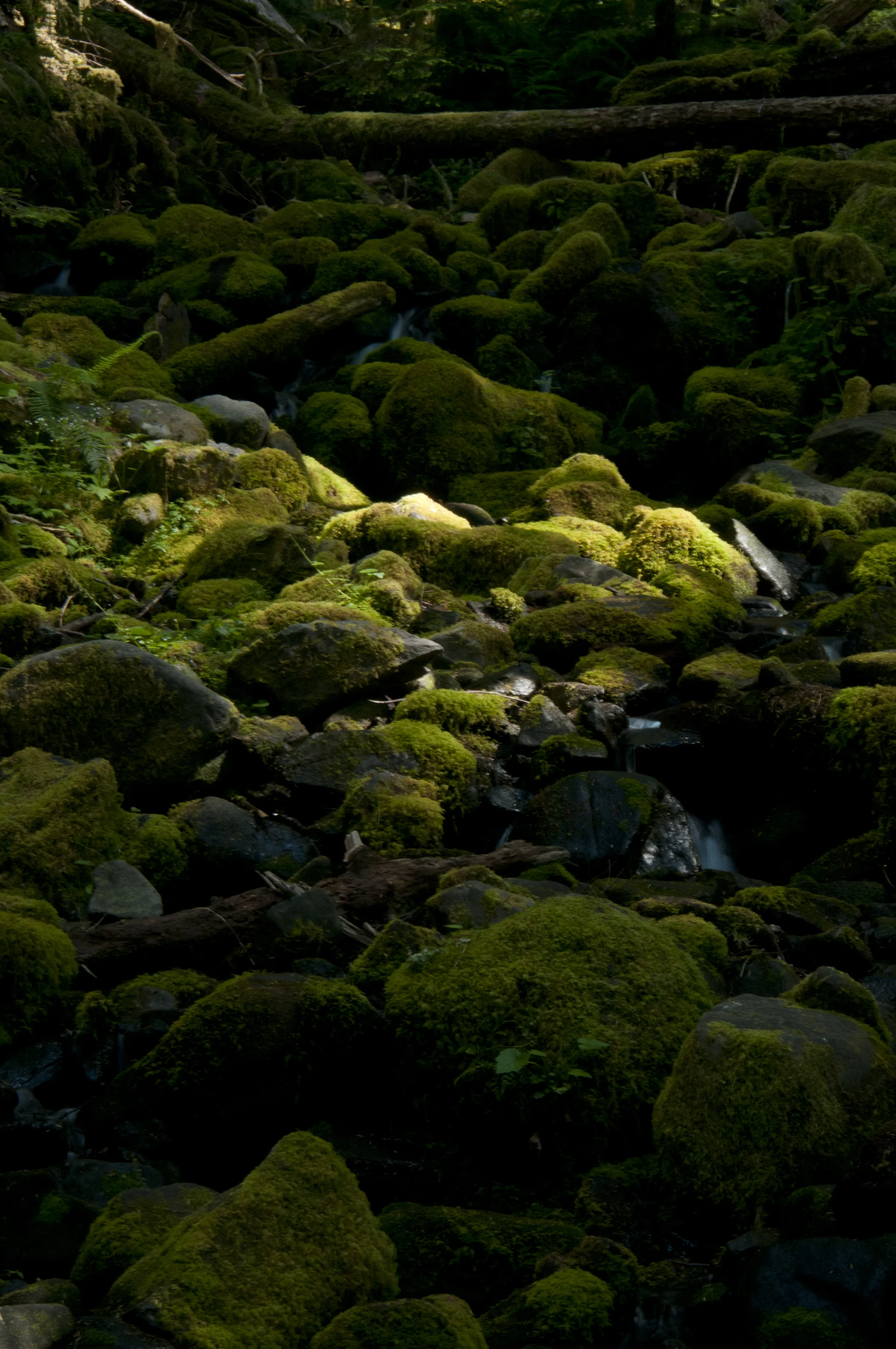 _DSC9233.jpg