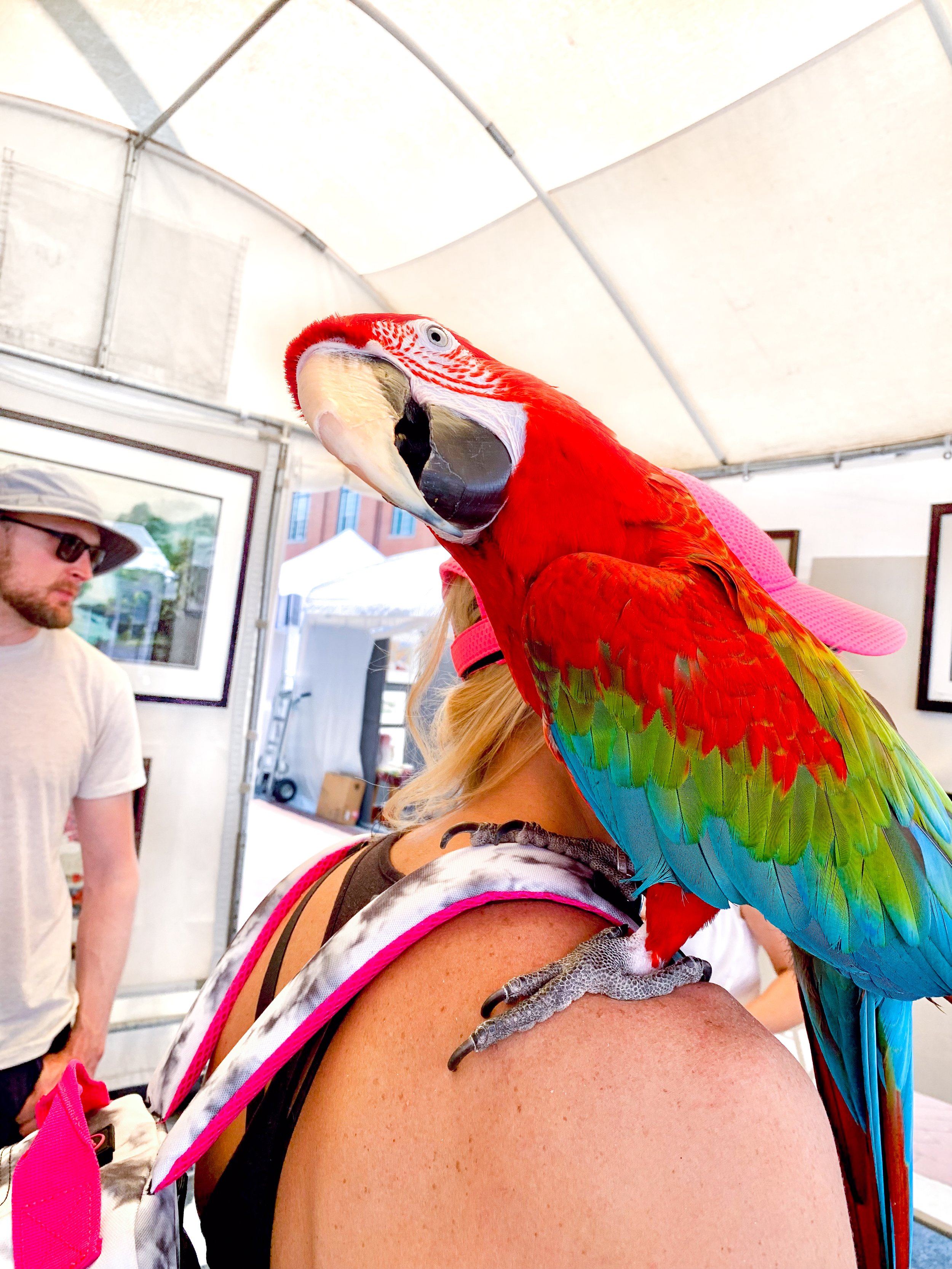 This woman's parrot came out to see what the squawk was about