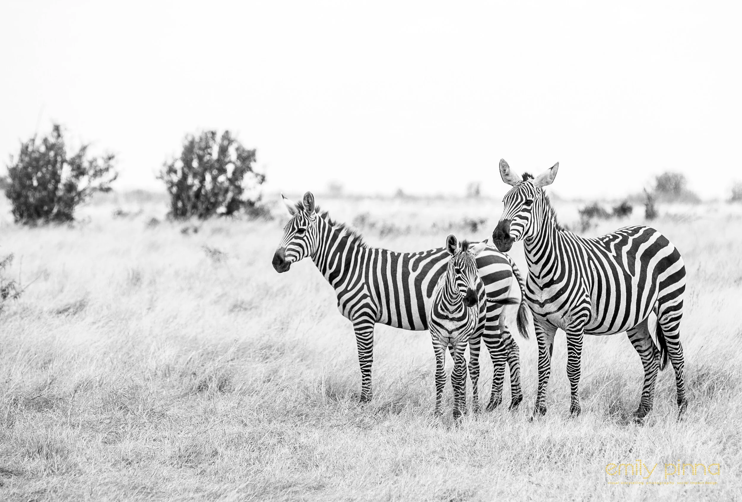 Find These 5 Things to Improve Your Black &amp; White Phone Photography