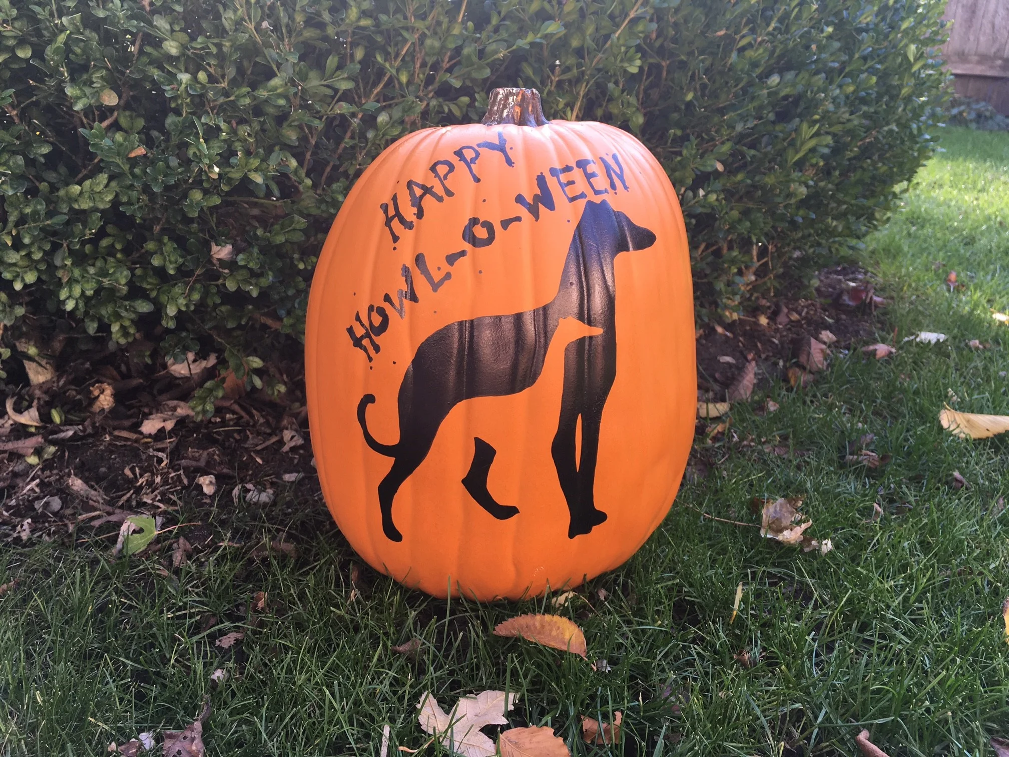 PUMPKIN.jpg