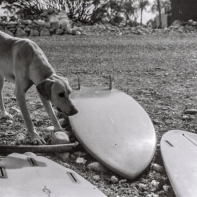 The dog and the boards.
#handmade 📷 @benfabr #mates #surf