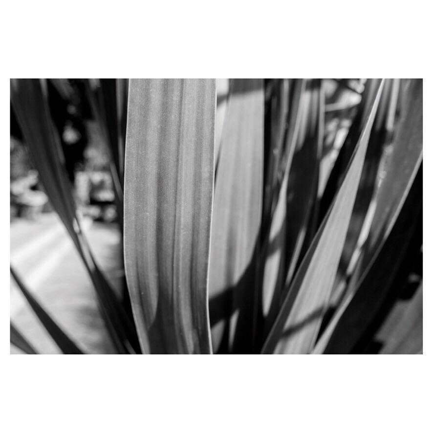 - Natural shapes -
#nature #photography