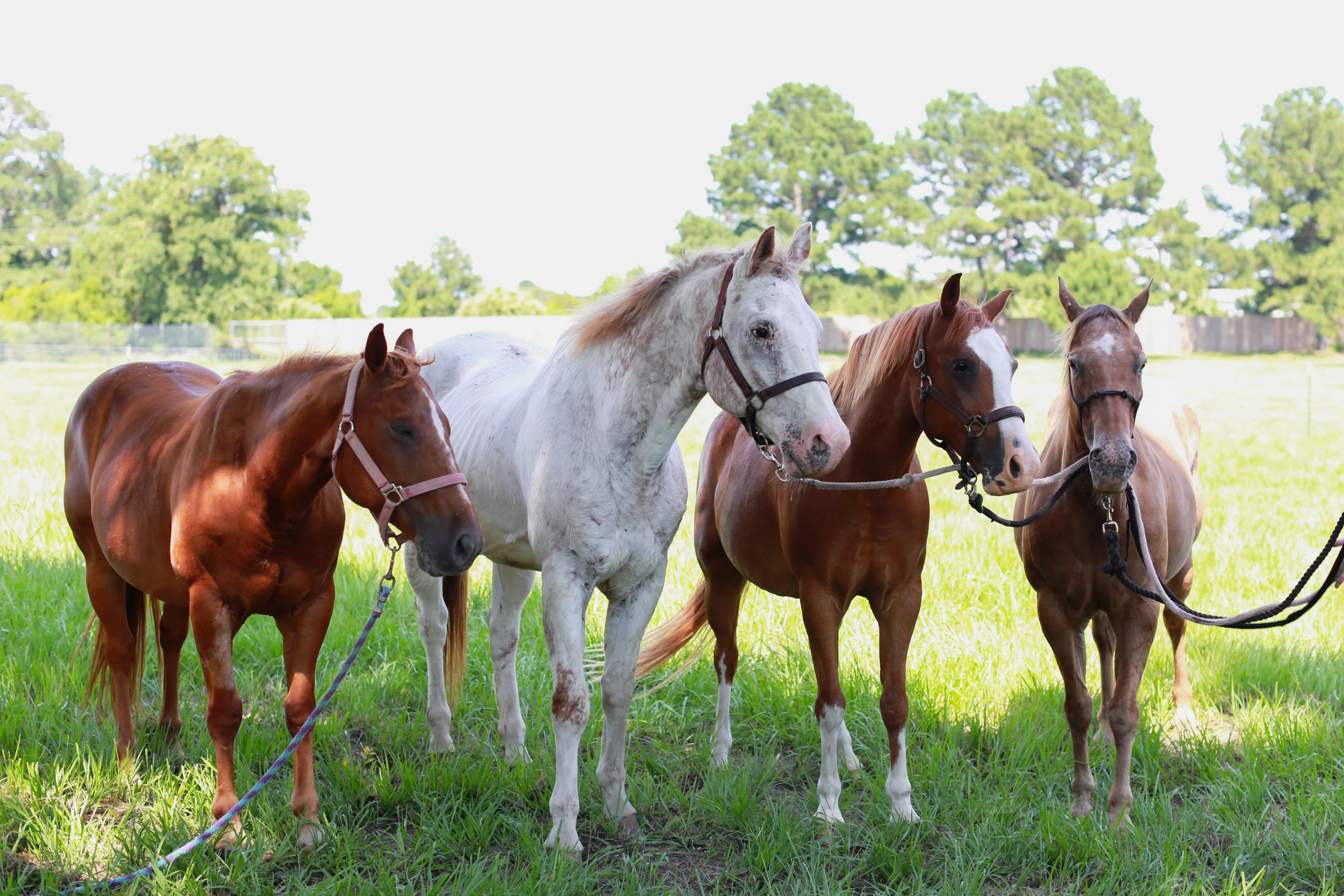 Scrappy, Maverick, Newton, and Lucy