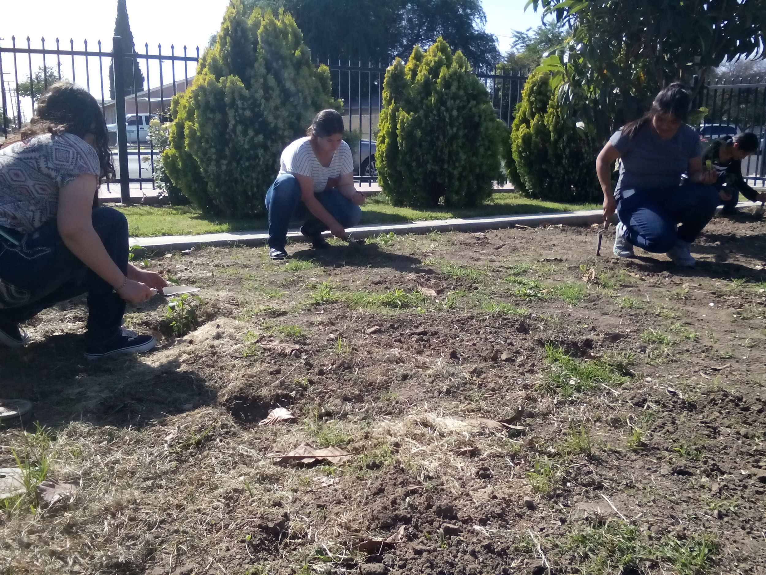 In celebration of Arbor Day, Madera Youth Leaders and kids from the Madera Child Development Center preschool planted their peas and peppers in two plots at our community garden. A group of six volunteers from Madera Collegealso joined us to pull weeds out of the plot along Lake street.