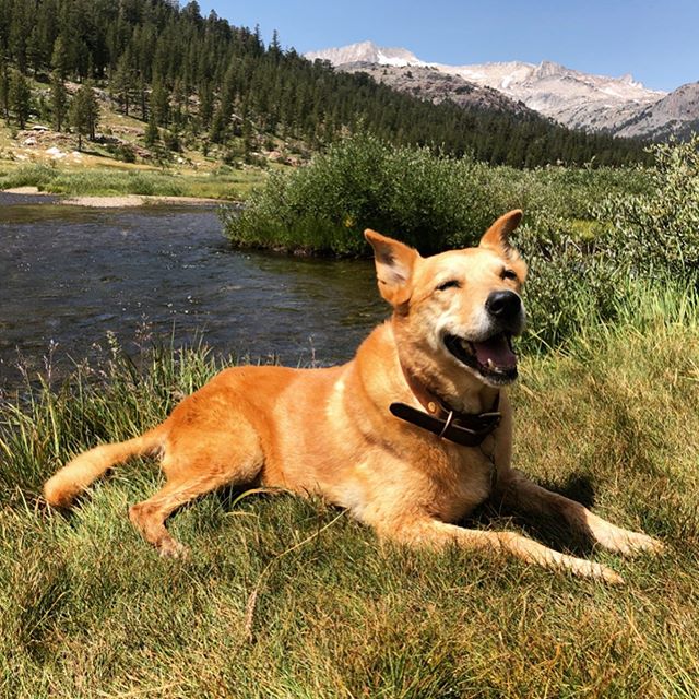 I said goodbye to my best friend today.  It was the hardest decision of my life but I knew it was time. 
We just got back from 4 days in Yosemite where she got to chase fishies and romp around the rivers one last time. 
Rue, Ruedog, goose, pig, I mis