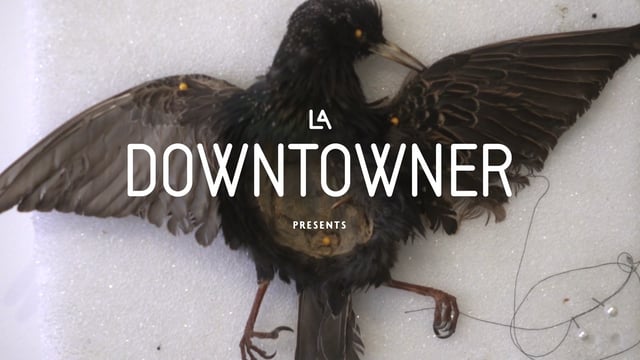 LA Downtowner - Prey Taxidermy