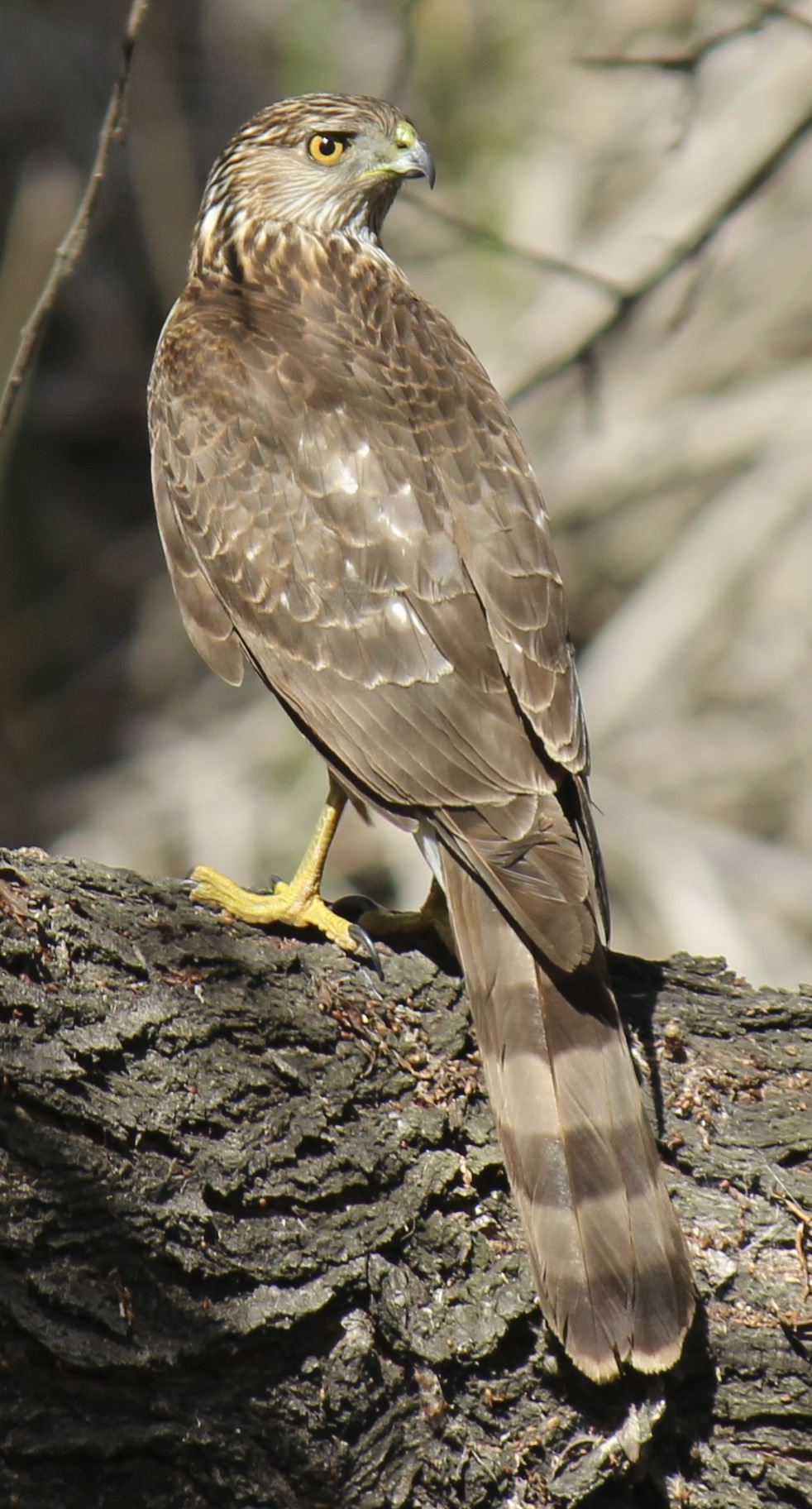 Juvenile Cooper's Hawk. Photo by Katie Sweeney.