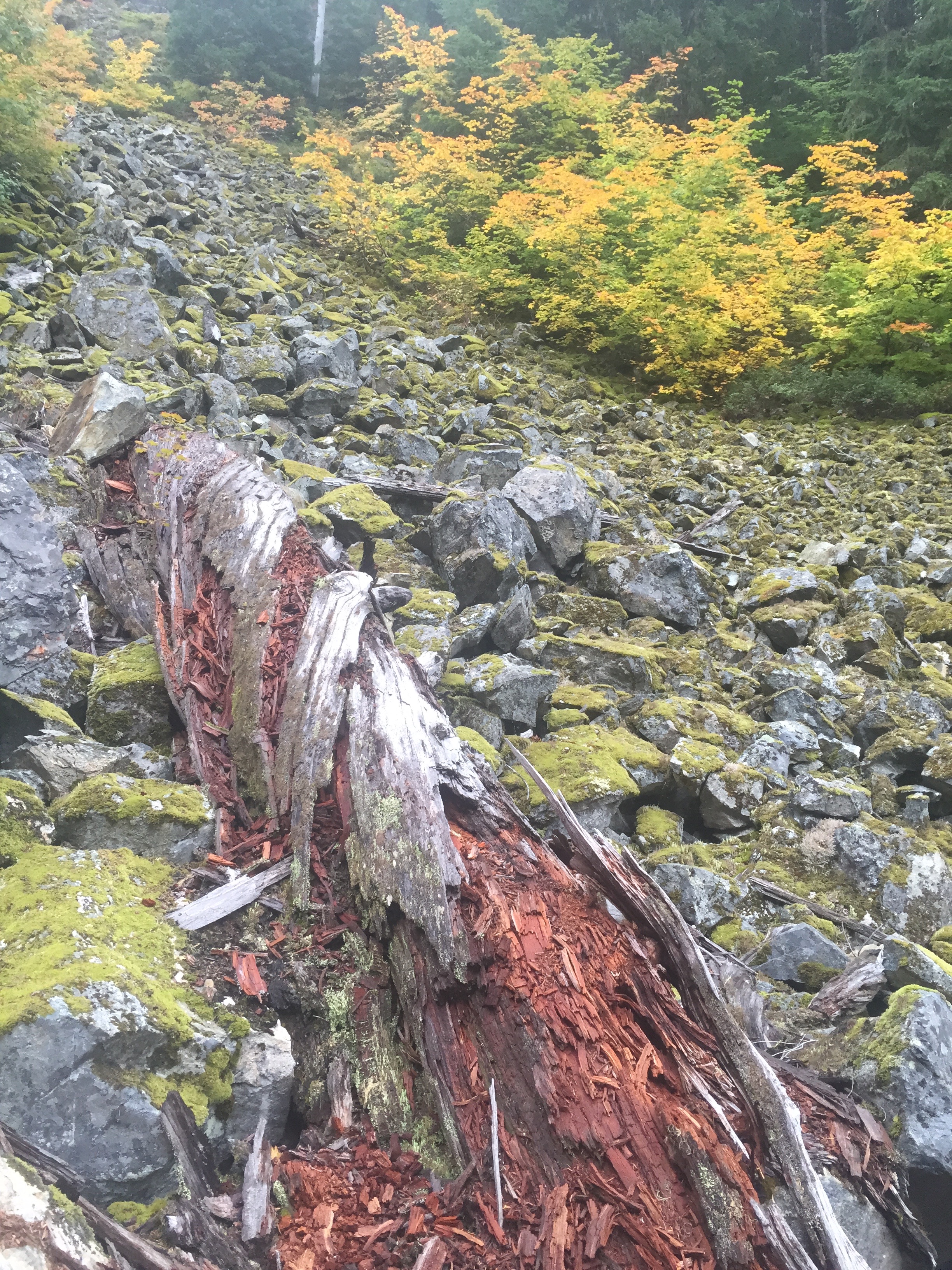 This photo shows you what TALUS looks like. Notice how much bigger the rocks are. You cannot run down this as easily.