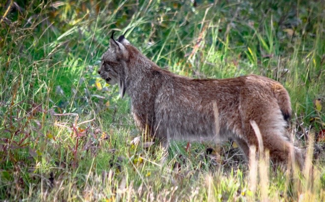 This is the lynx!